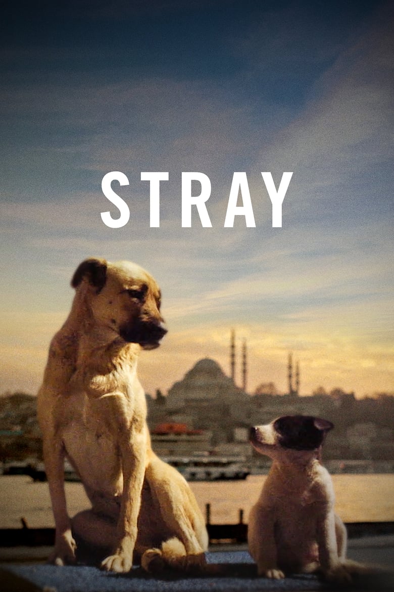 Poster of Stray