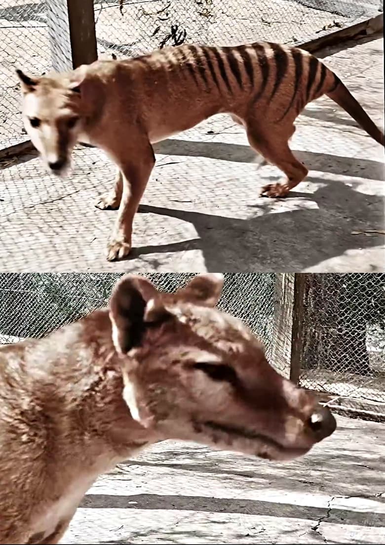 Poster of Tasmanian Tiger in Colour