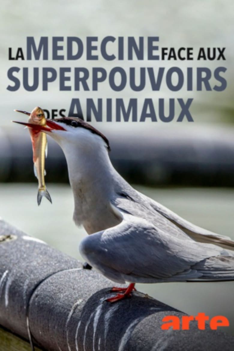 Poster of Wild Medicine: Animals' Superpowers