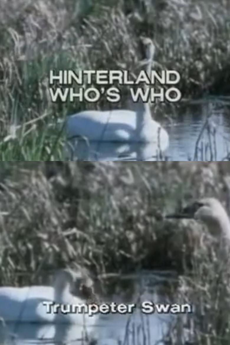 Poster of Hinterland Who's Who: Trumpeter Swan