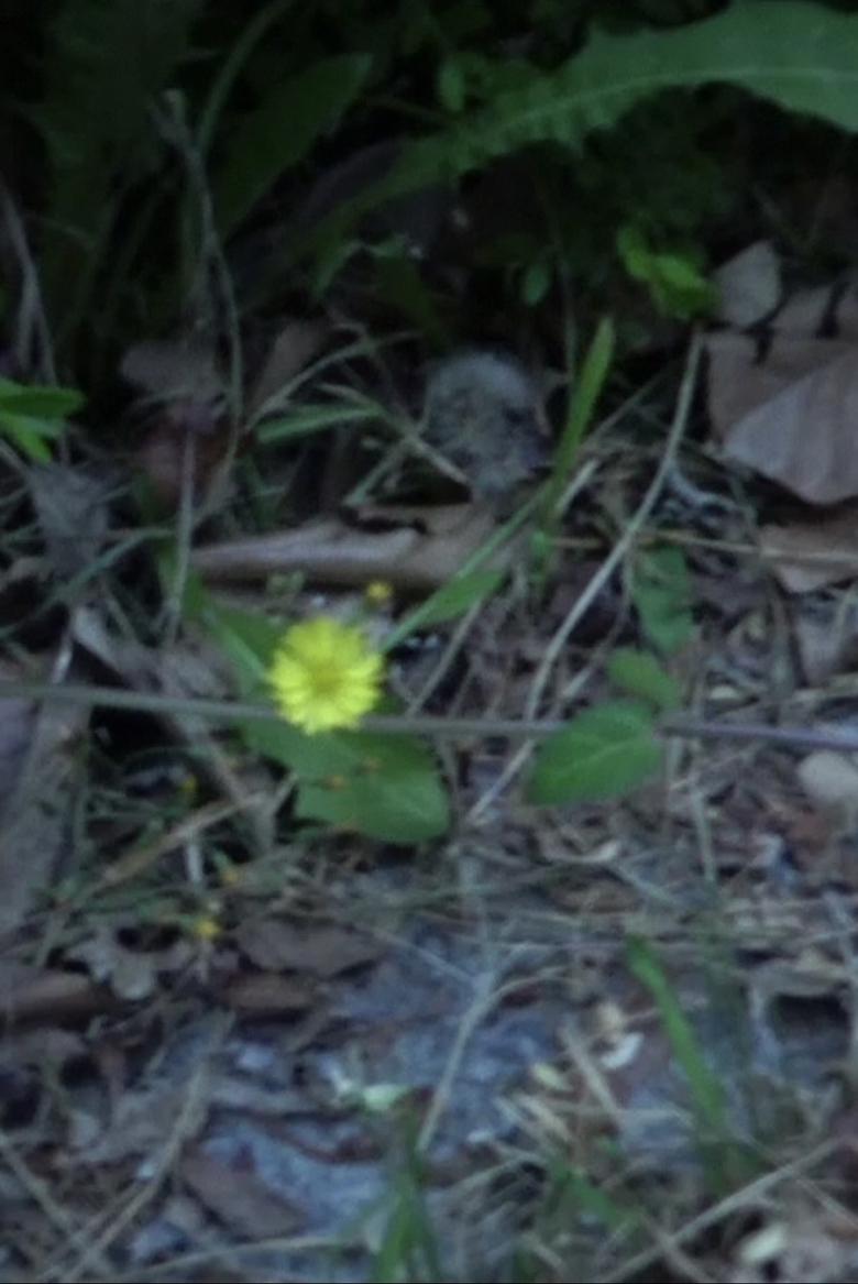 Poster of Small Flower