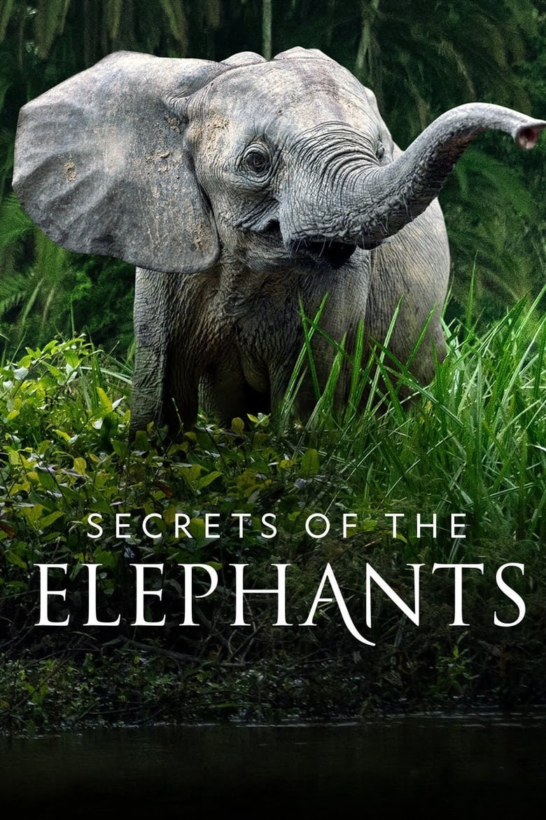 Poster of Secrets of the Elephants