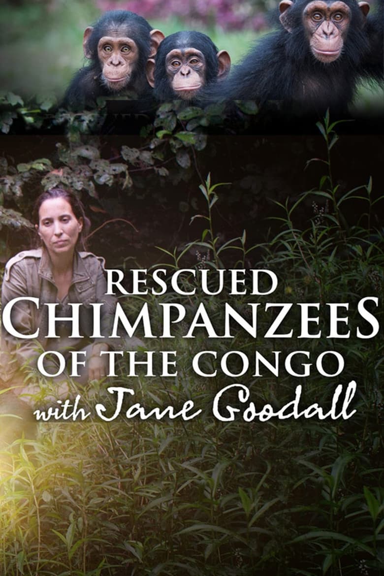 Poster of Rescued Chimpanzees of the Congo with Jane Goodall