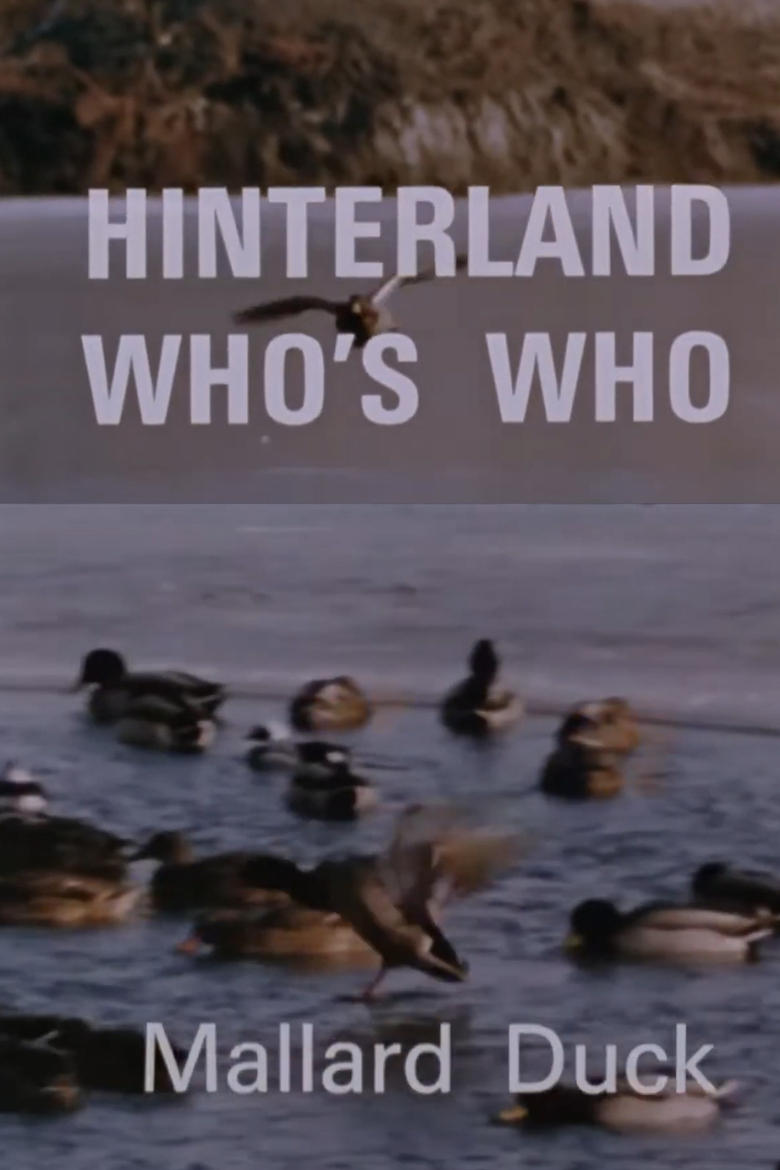 Poster of Hinterland Who's Who: Mallard Duck