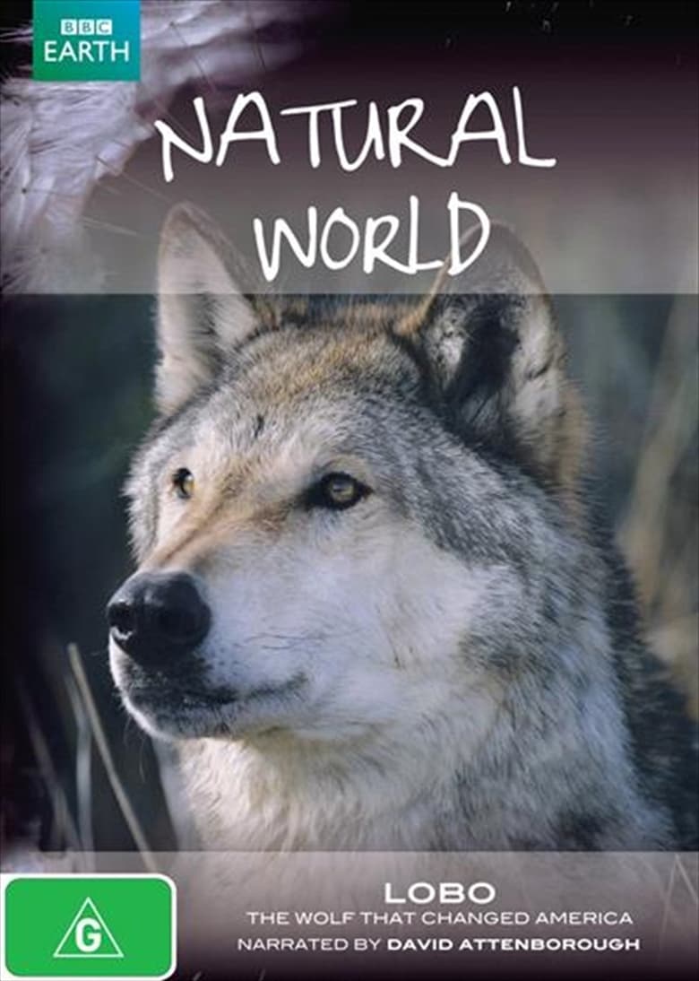 Poster of A Wolf Called Storm