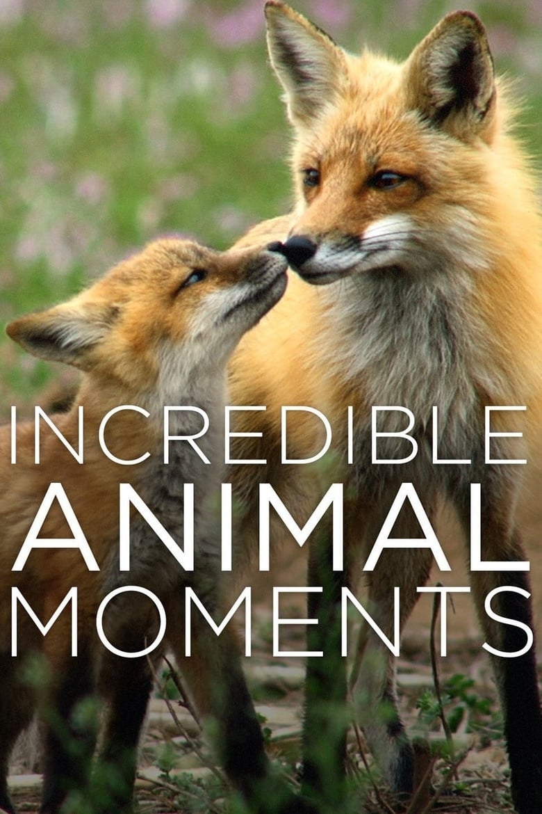 Poster of Incredible Animal Moments