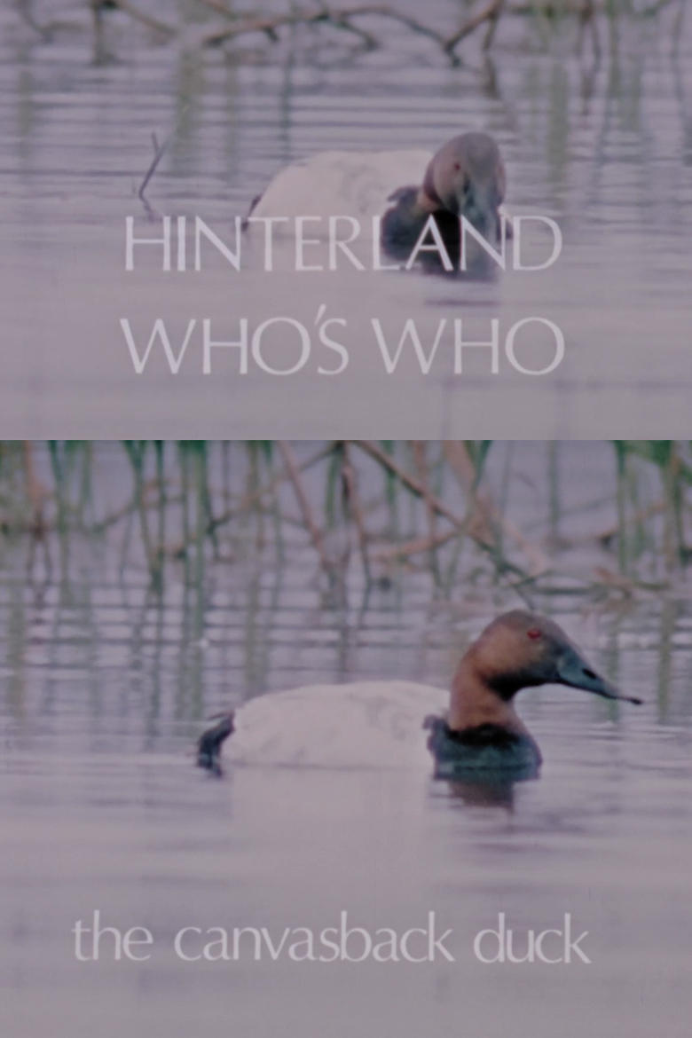 Poster of Hinterland Who's Who: The Canvasback Duck