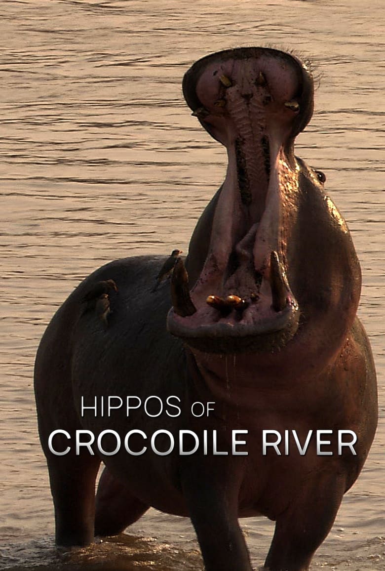 Poster of Hippos of Crocodile River