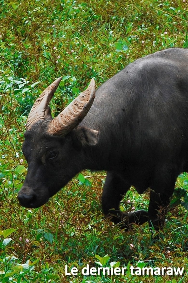 Poster of Le dernier tamaraw